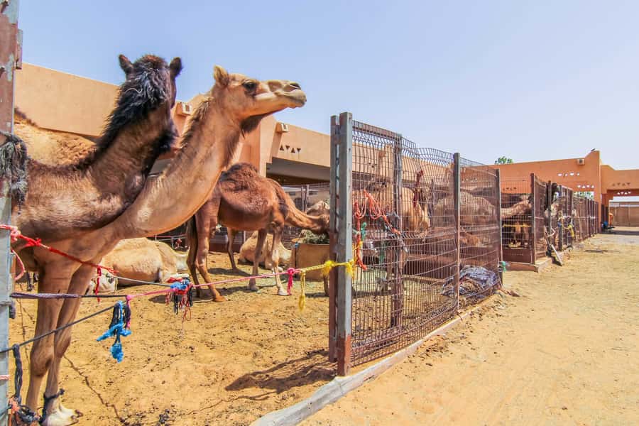 From Dubai: Al Ain Garden City Full-Day Sightseeing Tour - Jebel Hafeet hot springs: the day ends with steam and mountain views