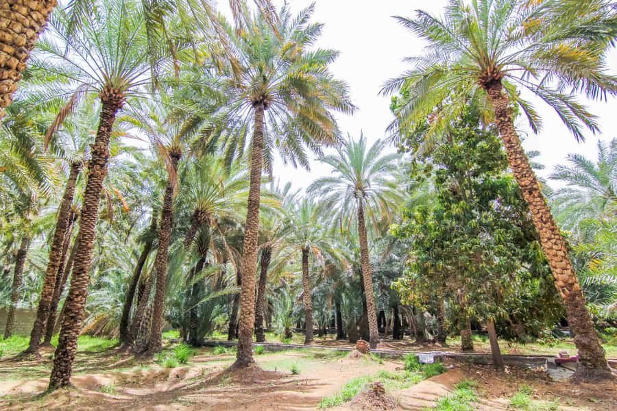 From Dubai: Al Ain Garden City Full-Day Sightseeing Tour - Al Ain Palace Museum, and why your expectations should be flexible