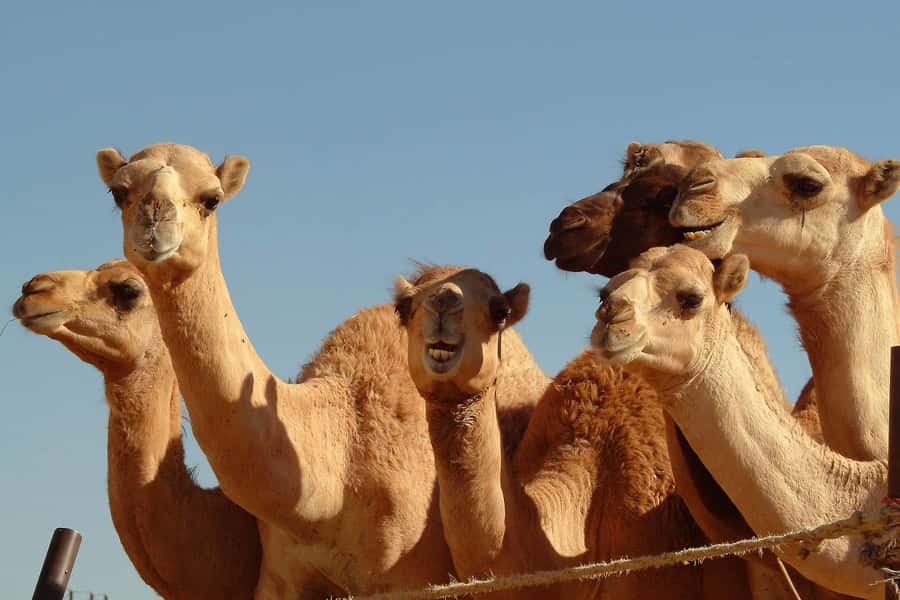 From Dubai: Al Ain Garden City Full-Day Sightseeing Tour - Crossing the Hajar Mountains: the drive is part of the experience
