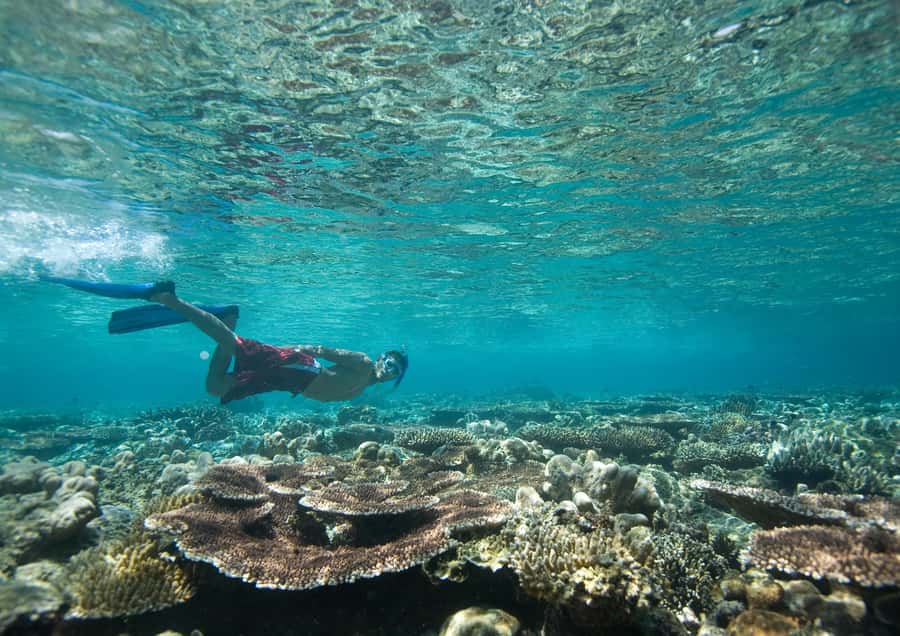 From Dubai: Discovery Scuba Diving & Snorkeling In Fujairah - Key things to know before you go