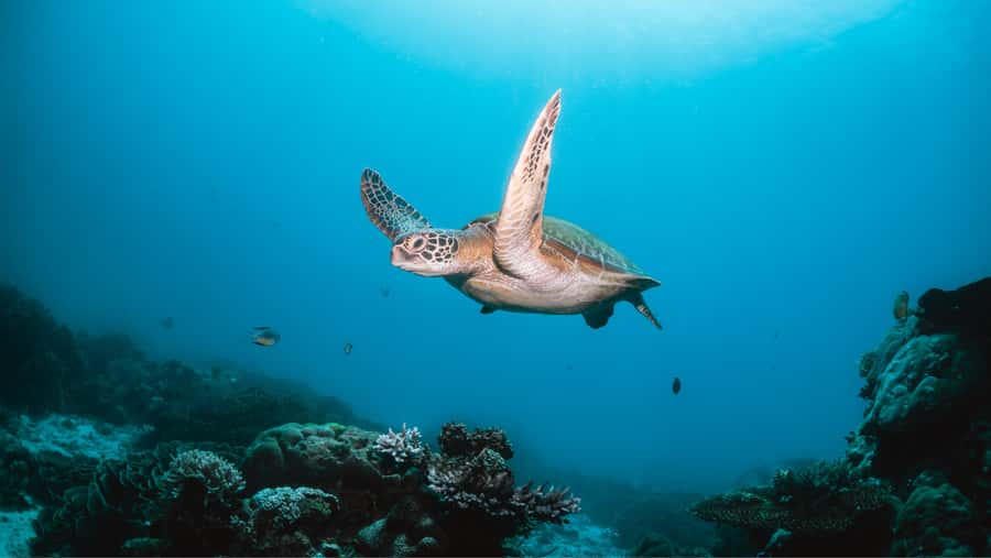 From Dubai: Discovery Scuba Diving & Snorkeling In Fujairah - Getting ready on board: theory and equipment that reduce stress