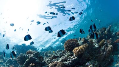 Discovery Scuba Diving & Snorkeling In Fujairah