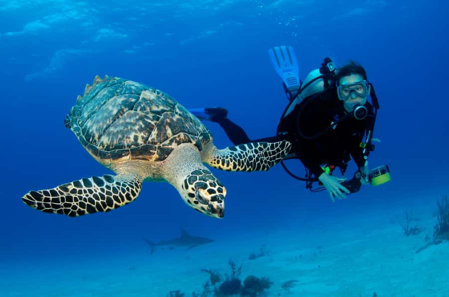 From Dubai: Fujairah Half-Day Scuba Dive and Snorkeling - Dubai to Fujairah: the drive you should mentally plan for
