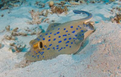 Fujairah Half-Day Scuba Dive and Snorkeling