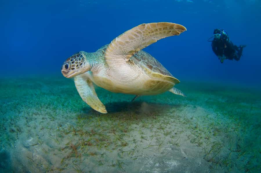 From Dubai: Fujairah Half-Day Scuba Dive and Snorkeling - Snorkeling after your underwater session: coral from the surface