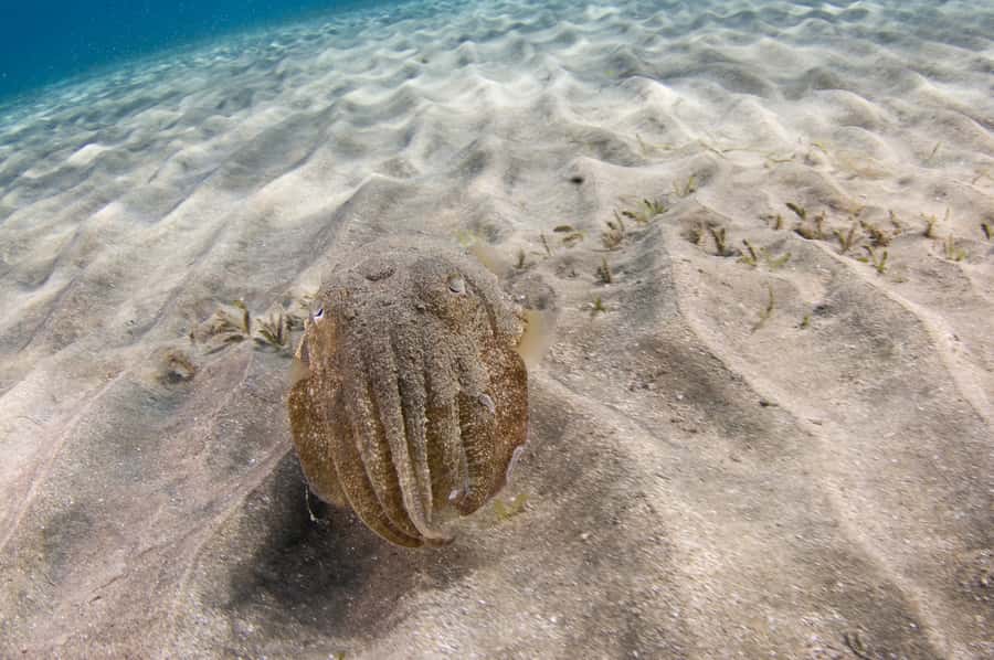 From Dubai: Fujairah Half-Day Scuba Dive and Snorkeling - Boat ride and sea conditions: comfort depends on the day