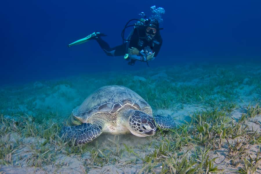 From Dubai: Fujairah Half-Day Scuba Dive and Snorkeling - Marine life highlights: turtles, fish, and the day you get lucky