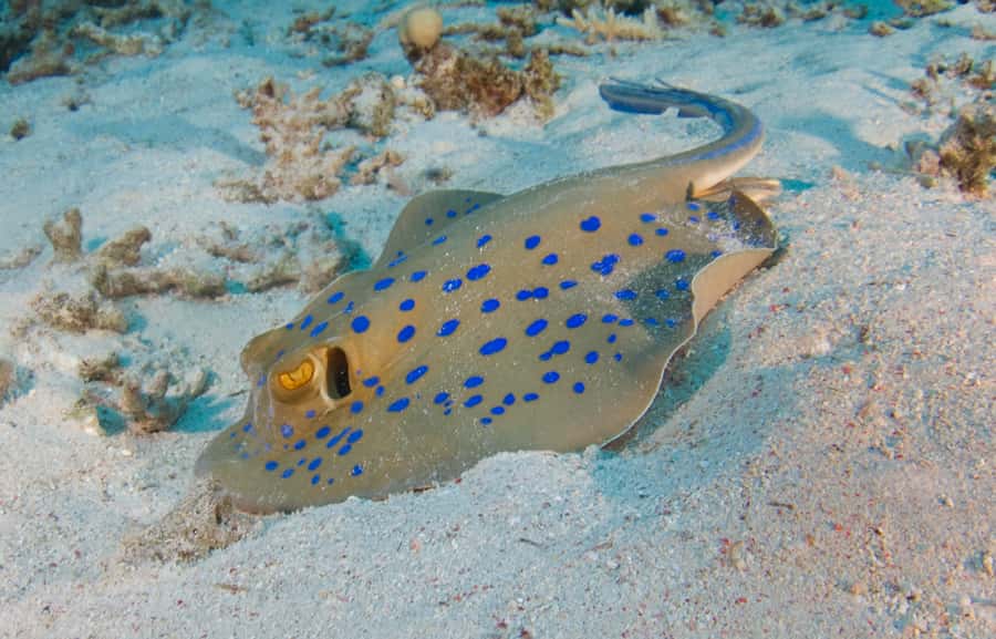 From Dubai: Fujairah Half-Day Scuba Dive and Snorkeling - Beginner-friendly scuba coaching: learning fast without feeling rushed