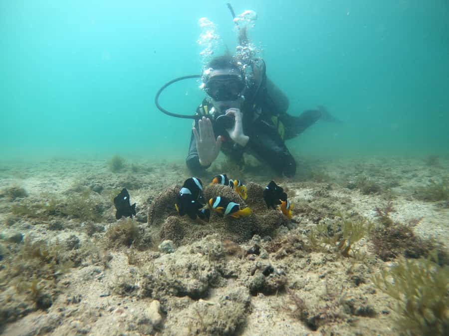 From Dubai: Fujairah Scuba Dive and Snorkeling - Marine Life You Can Actually Look For