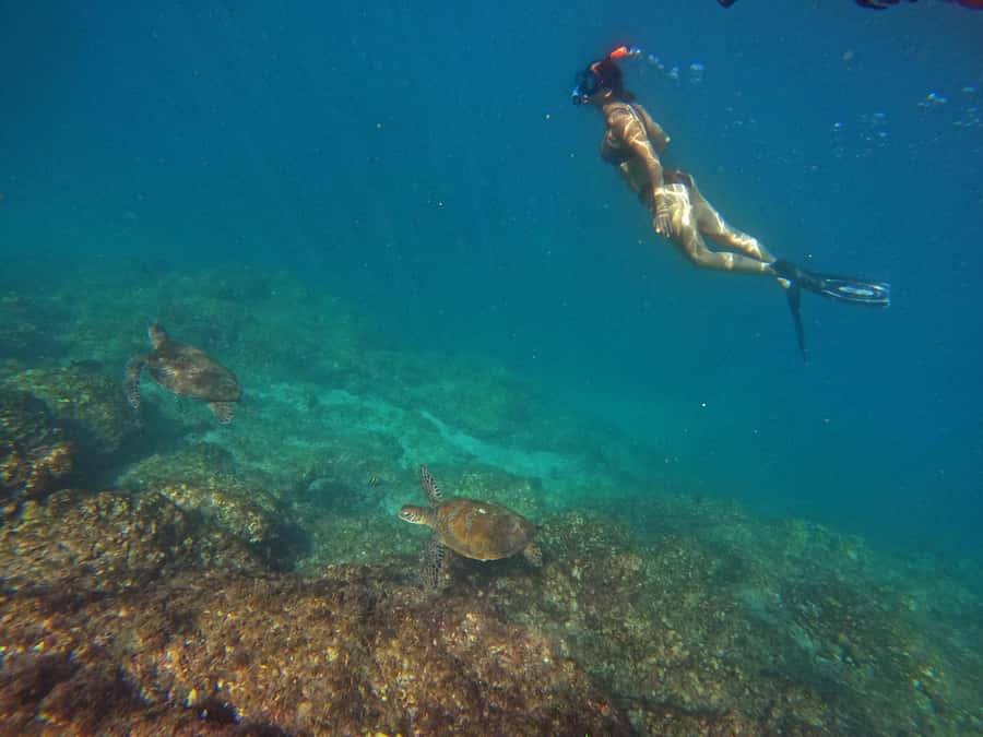From Dubai: Fujairah Snorkeling with Turtles, Transfer & BBQ - Why Fujairah Snorkeling Feels Like a Real Experience, Not a Checklist