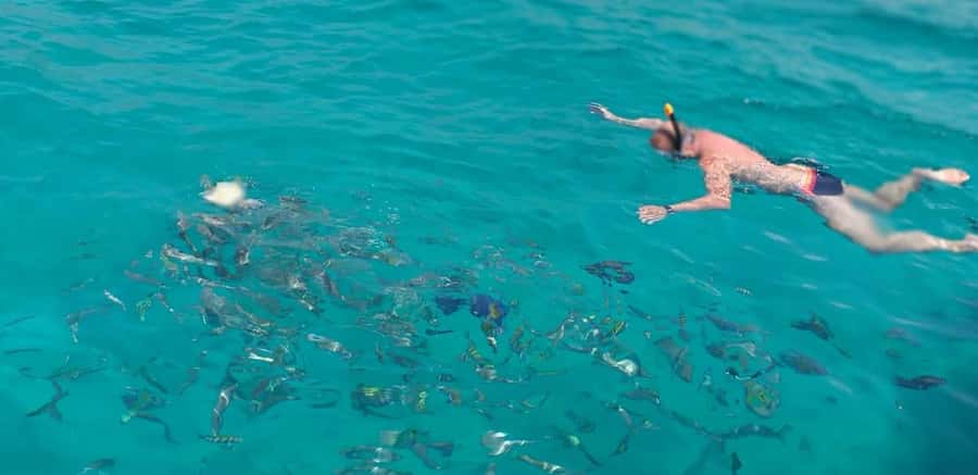 From Dubai to Norway of Arabia|Telegraph Island| Dhow Cruise - Dolphin Watching and Real Expectations: High Odds, Not Guarantees