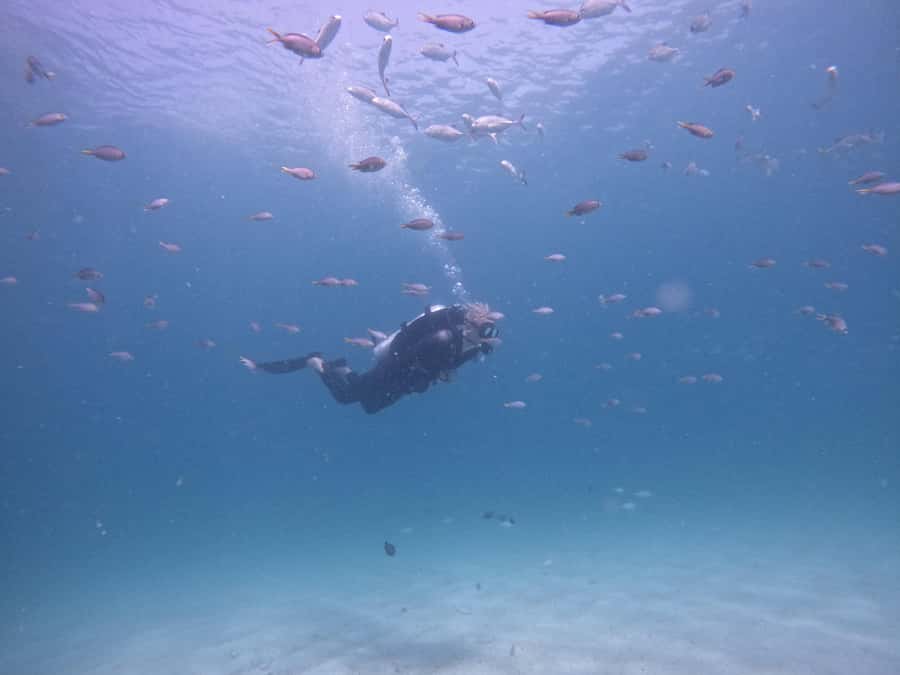 From Dubai: Try Scuba Diving, Snorkeling with BBQ & Transfer - Key takeaways before you go