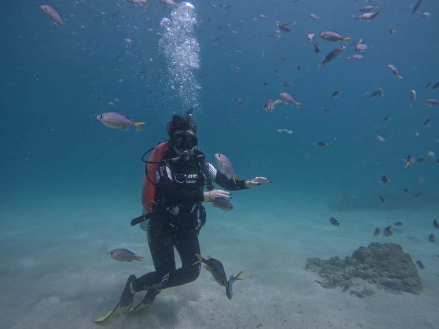 From Dubai: Try Scuba Diving, Snorkeling with BBQ & Transfer - Why Fujairah works so well for first-timers