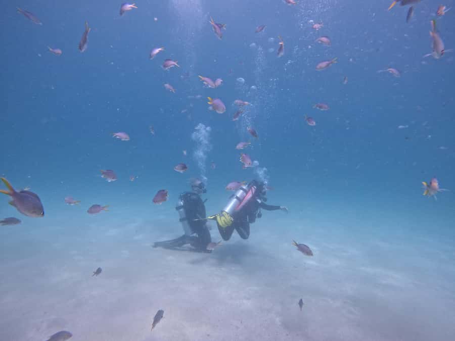 From Dubai: Try Scuba Diving, Snorkeling with BBQ & Transfer - Training and gear: what beginner scuba instruction is really for
