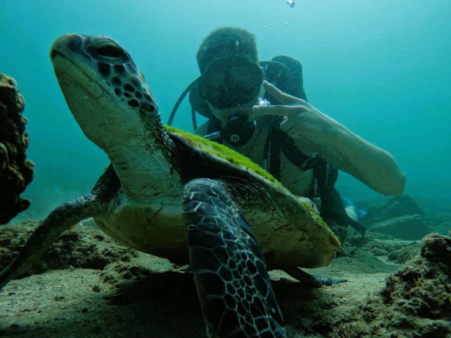From Dubai: Try Scuba Diving, Snorkeling with BBQ & Transfer - Snoopy Island: snorkeling time and the turtle factor