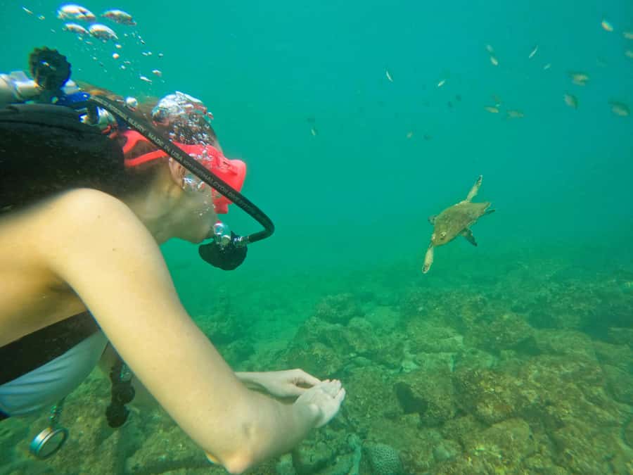 From Dubai: Try Scuba Diving, Snorkeling with BBQ & Transfer - Underwater photos: proof you saw what you came for
