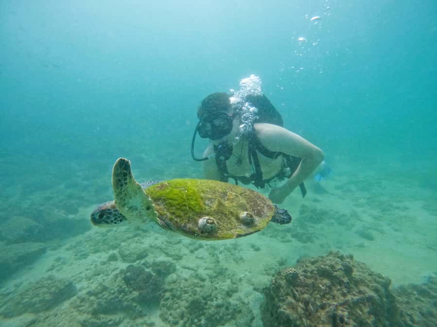 From Dubai: Try Scuba Diving, Snorkeling with BBQ & Transfer - The scenic stops on the return drive