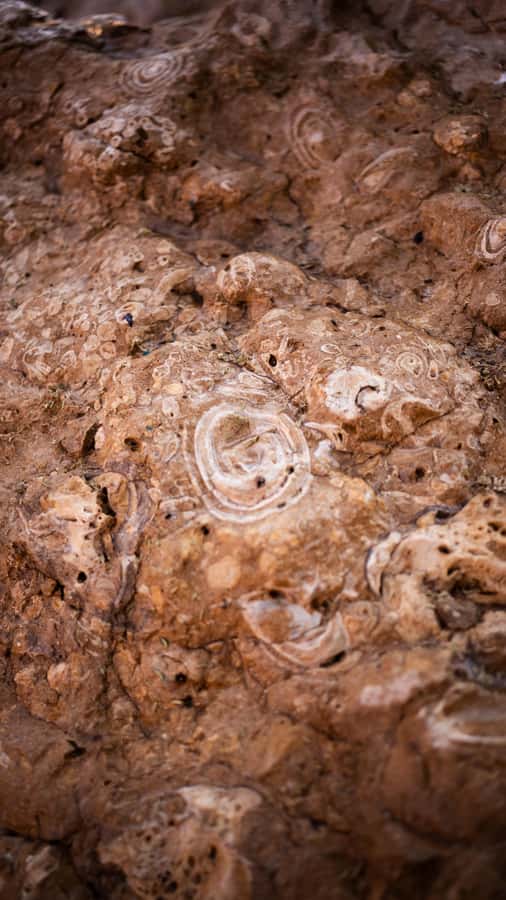 From Dubai: Zerzura Buggy Experience + Private Dinner - Camel Rock sandboarding and the 80 million-year fossil stop