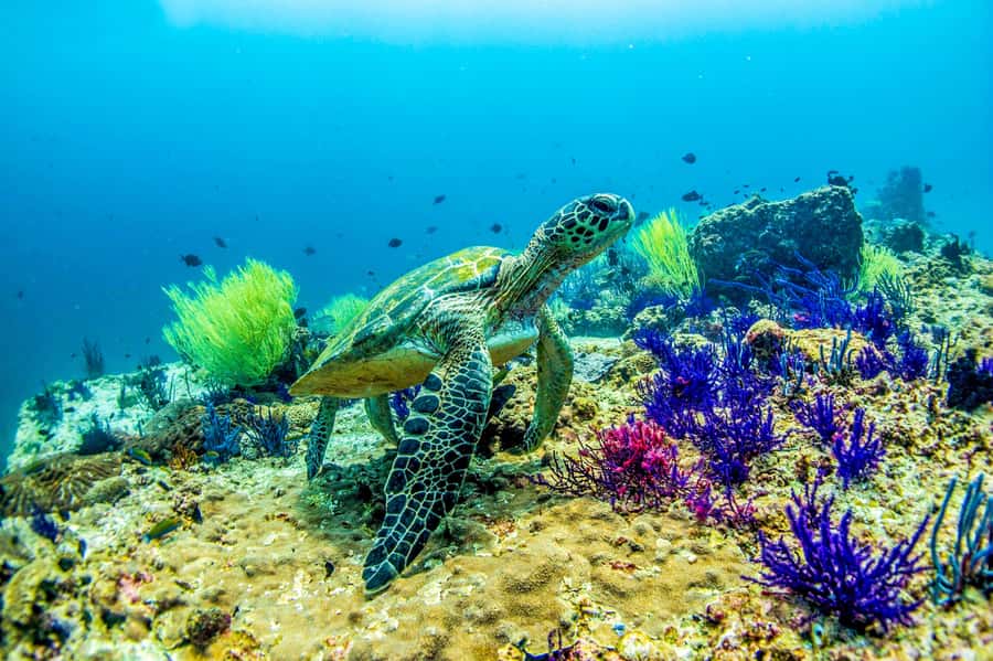 Fujairah: 2 Fun Dive Experience for Certified Divers - Fujairah Underwater Reality: Two Tanks, Real Reef Variety, Fast Pace