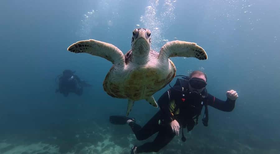 Fujairah: 2 Fun Dive Experience for Certified Divers - The Water Stops: Dibba Rock, Inchcape 1, and Sharm Rocks