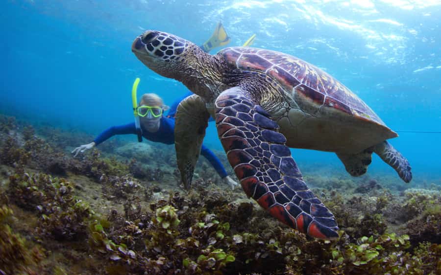 Fujairah: Snorkeling and Watersports at Snoopy Island - What you actually do all day (and why it works)
