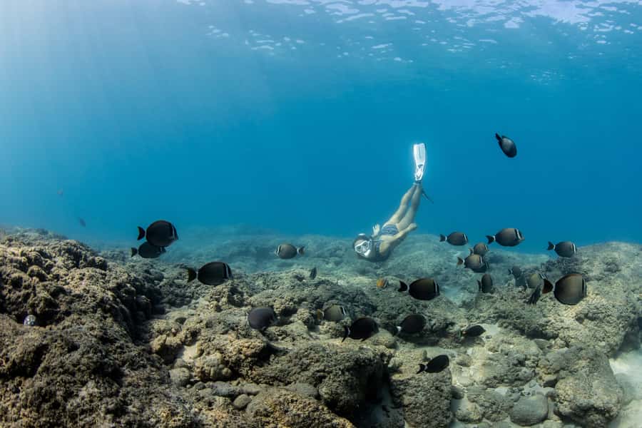 Fujairah: Snorkeling Trip with Equipment - Key highlights you should know before you go