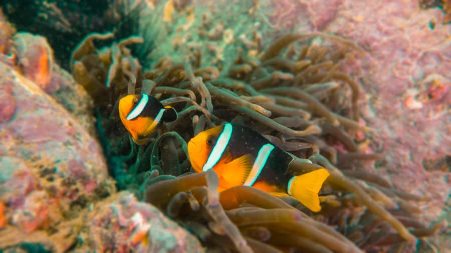 Fujairah: Snorkeling Trip with Equipment - Why Fujairah’s snorkeling feels like a real sea experience