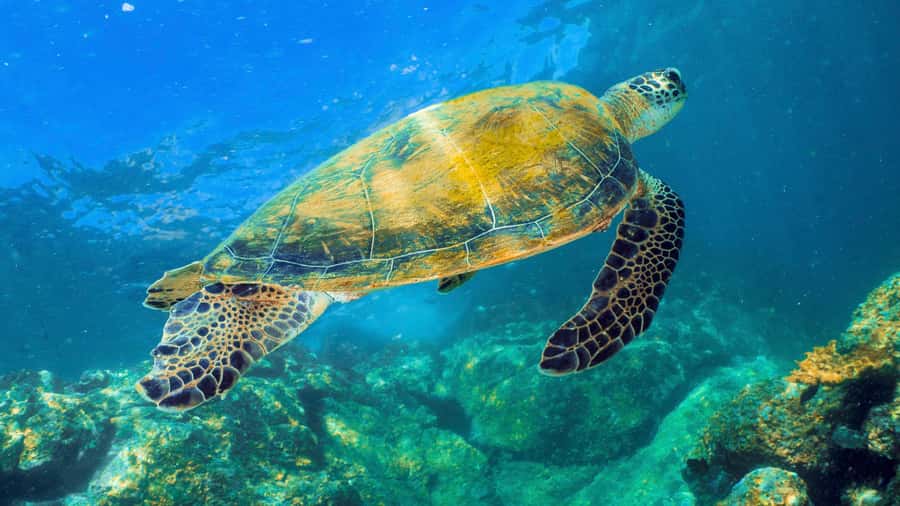 Fujairah: Snorkeling Trip with Equipment - Gear, wetsuit fit, and the safety briefing that keeps it fun