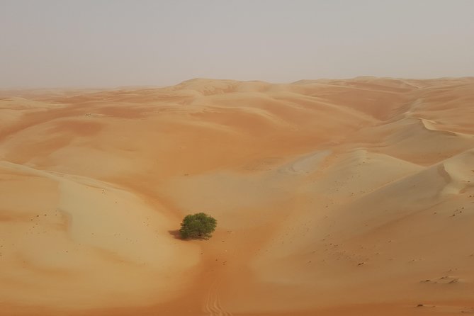 Liwa Oasis Desert Drive from Abu Dhabi - Picnic lunch in Liwa Oasis, what’s included, and how to make it work