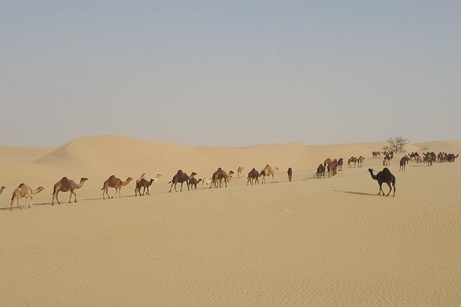Liwa Oasis Desert Drive from Abu Dhabi - Price and logistics, and when $350 per person feels fair