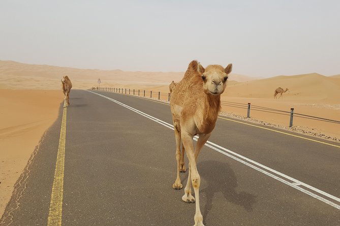 Liwa Oasis Desert Drive from Abu Dhabi - Who should book this Liwa Oasis drive from Abu Dhabi