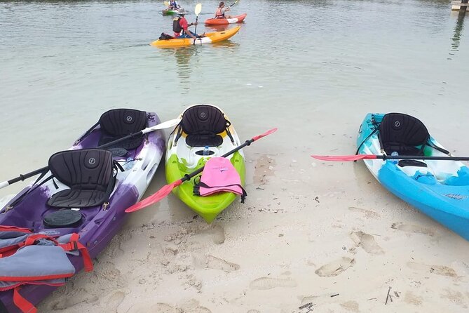 Mangrove Kayaking Abu Dhabi - Wildlife Spotting Without Guessing