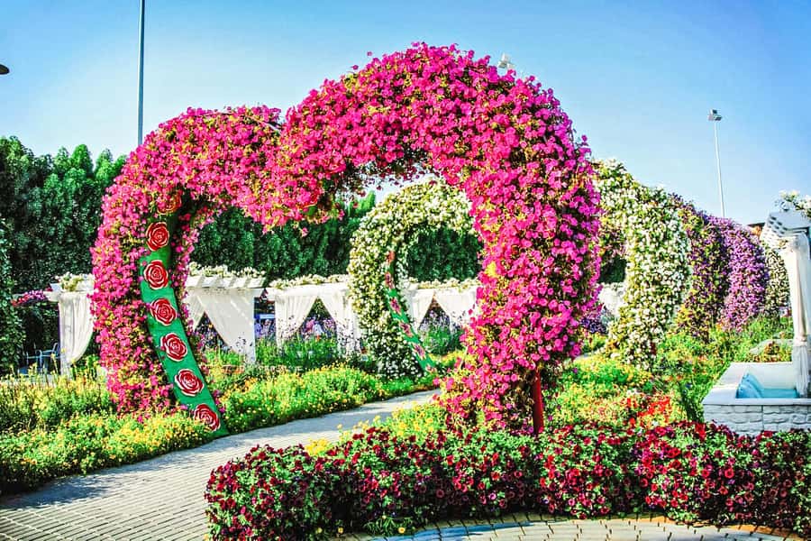 Miracle Flora & Fauna Marvels at Miracle Garden - Butterfly museum and flower park: what to do while you wait for the magic shot