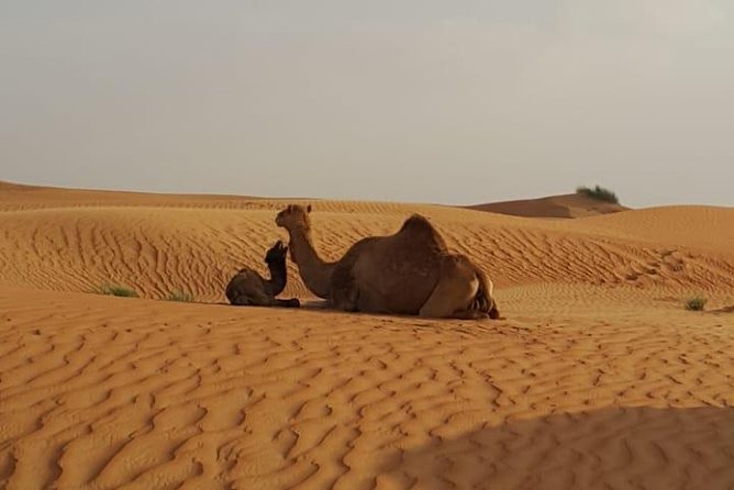 Morning Desert Safari with Camel Rides, Sand Boards and Dune Bashing - Key highlights worth knowing before you go