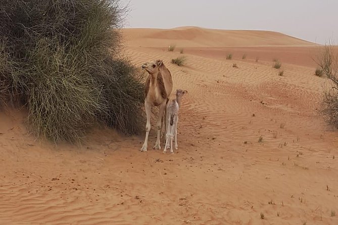 Morning Desert Safari with Camel Rides, Sand Boards and Dune Bashing - Your half-day plan in Dubai, from pickup to dunes