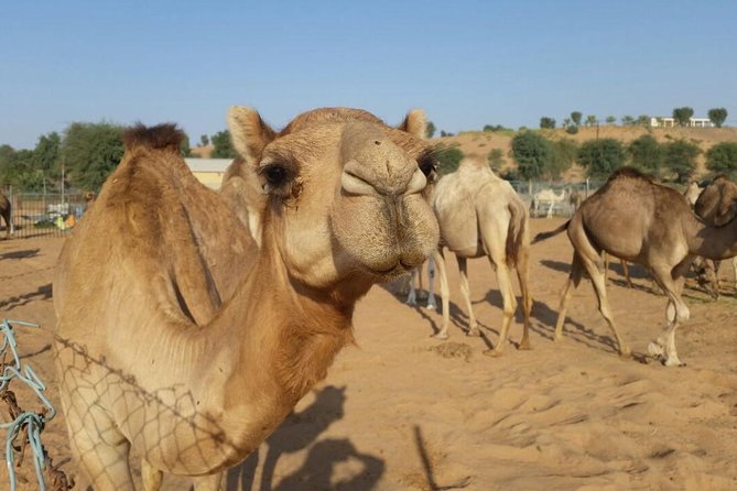 Morning Desert Safari with Camel Rides, Sand Boards and Dune Bashing - Pickup by 4x4, and why that actually matters