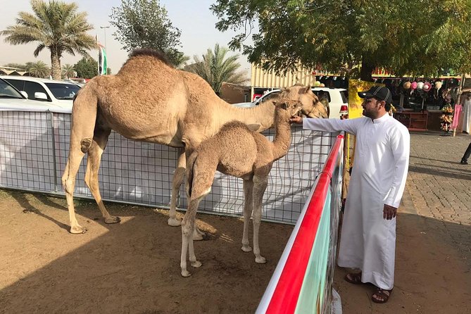 Morning Dubai Desert Safari with Sand boarding and Camel Ride - Group size, camp time, and what your day feels like