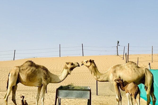 Morning Safari With Quad Bike - Sandboarding: The Included Fun That Doesn’t Require Big Skills