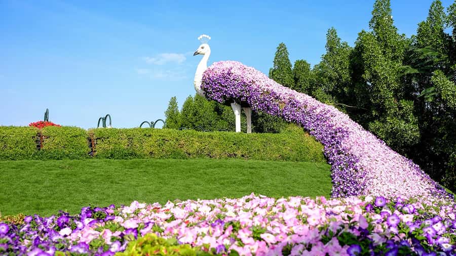Private Dubai Frame & Miracle Garden Trip with Transfer - Why this private Dubai combo makes sense