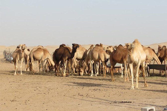 Private Romantic Dinner in Desert Abu Dhabi with Hot BBQ Dinner - Traditional camp welcome, plus camel ride for a slower pace