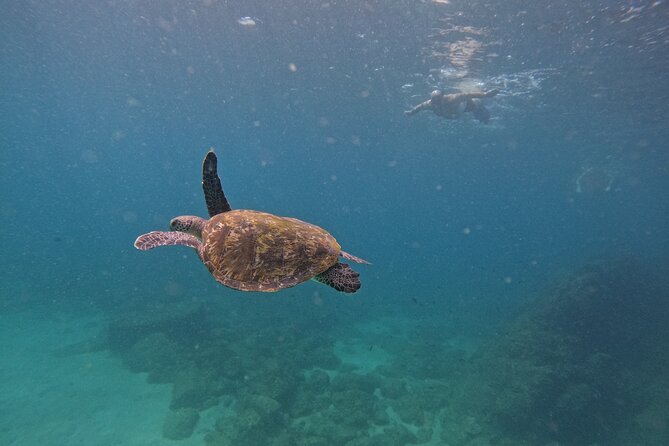 Private Snorkeling with turtles with BBQ food - Key things I’d plan around