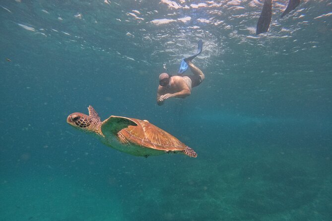 Private Snorkeling with turtles with BBQ food - Private turtle snorkeling in Fujairah, and why the privacy matters