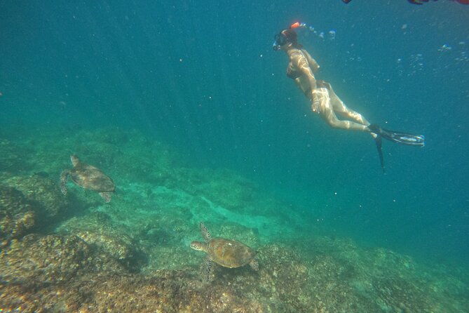 Private Snorkeling with turtles with BBQ food - Price and value: what $279.10 gets you for up to 4