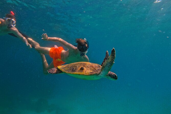 Private Snorkeling with turtles with BBQ food - Where it starts on Al Dana Island, and what to do when you arrive