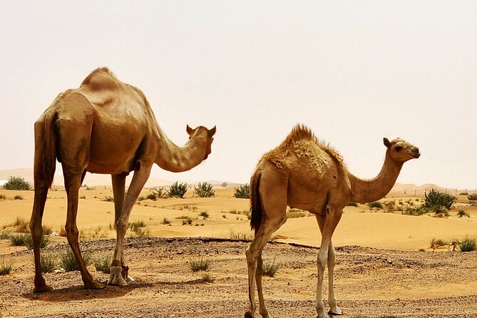 Professional Desert Safari with Camel Ride & BBQ in Bedouin Camp - From Dubai or Sharjah to Al Madam dunes in a real 4WD
