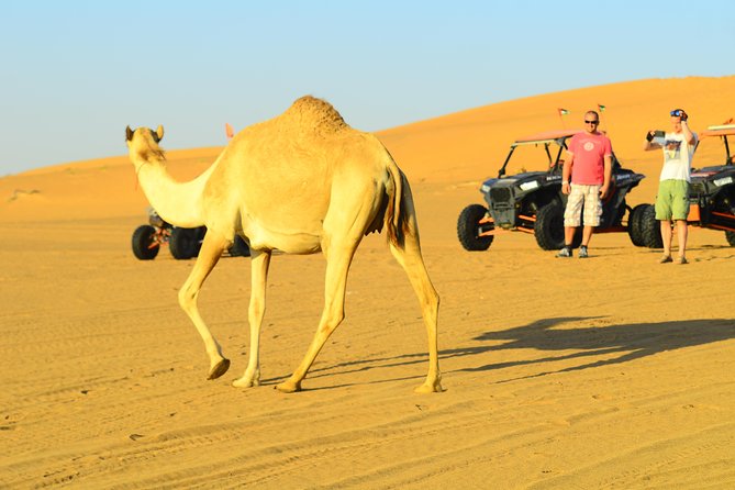 Ras Al Khaimah: Afternoon Desert Safari and BBQ Dinner - Who should book this safari from Ras Al Khaimah