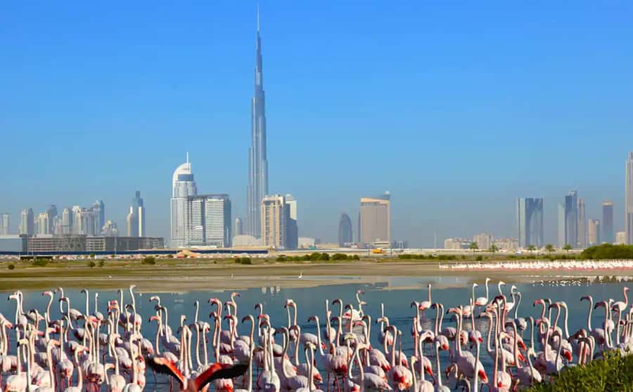 Ras Al Khor Wildlife Sanctuary with Dubai City Tour - Museum of the Future, Dubai Frame, and Blue Mosque: photo stops that actually help you orient