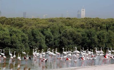 Ras Al Khor Wildlife Sanctuary with Dubai City Tour