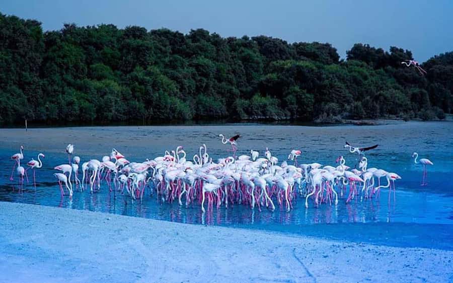 Ras Al Khor Wildlife Sanctuary with Dubai City Tour - What the schedule feels like, and where you may want to add time
