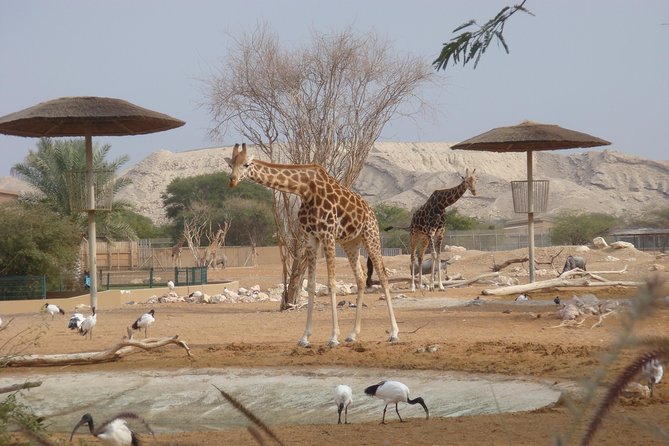 Skip the Line: Al Ain Zoo & Entry Ticket to Al Ain Wildlife Park & Resort - Price and value for $9 admission